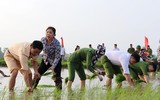 CAH Phú Xuyên hăng hái xuống đồng giúp dân cấy lúa